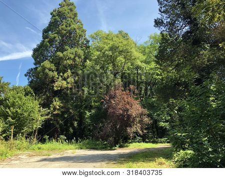 Draskovic Castle Park Or Park Oko Dvorca Blahimir Ili Perivoj Dvorca Draskovic - Bozjakovina, Croati