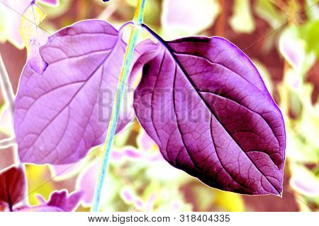 Two Violet And Mauve Leaves, Fantasy, Algeria