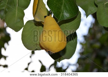 A Yellowish Pear Hanging On A Tree