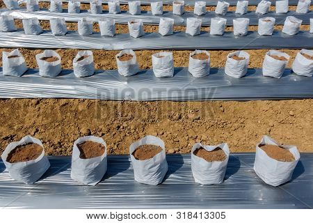 Row Of Coconut Coir In Nursery White Bag For Farm With Fertigation , Irrigation System To Be Used Fo