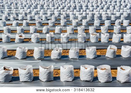 Row Of Coconut Coir In Nursery White Bag For Farm With Fertigation , Irrigation System To Be Used Fo