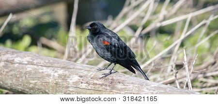 Red-winged Blackbird (agelaius Phoeniceus) Male Adult Perched On A Log. San Mateo County, California