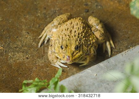 Frogs on the ground in the pond Which is an amphibian animal
