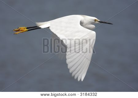 Garça (Egretta Thula) em voo
