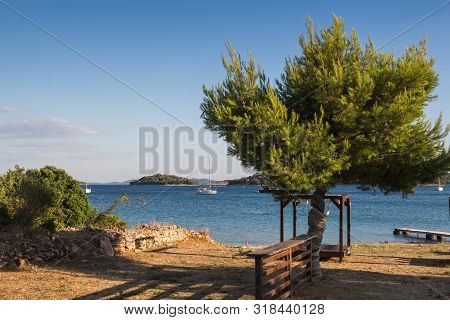 Older Olive Tree, Growing On A Calm Beach Of The Adriatic Sea. Hills Of Islands In The Background. B