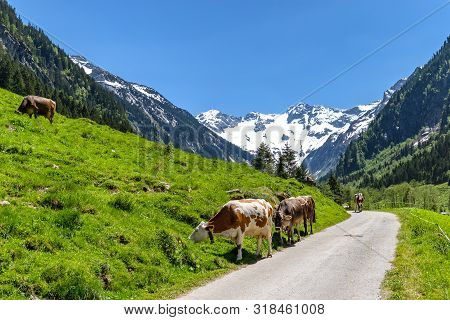 Cows Grazing - Alpine Mountain Landscape, Austria, Tirol.