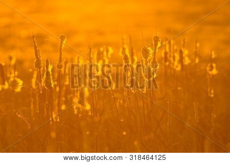 Common Bulrush (typha Latifolia) Seeding In Autumn Under Orange Light Of Setting Sun