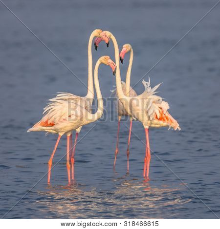 Four Flamingos Socialising
