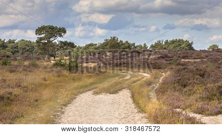 Landscape Of Kalmthoutse Heide Heathland Nature Reserve In Belgium On A Sunny Cloudy Day