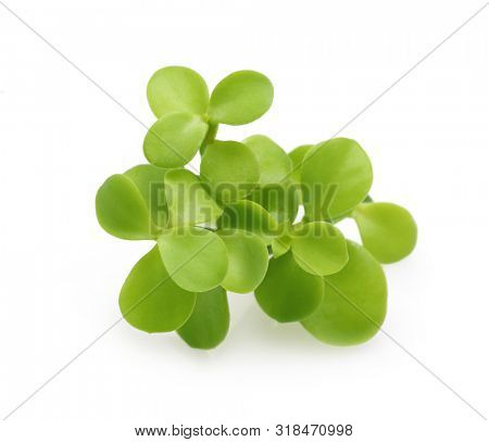 Brahmi herb isolated on white background