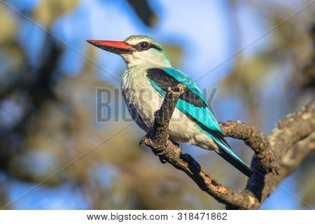 Woodland Kingfisher (halcyon Senegalensis) Perched On Lookout Point In Tree Of Letaba Camp In Kruger