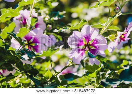 Hibiscus Syriacus Althea Rose Of Sharon Flower (also Called Aphhrodite Hibiscus) Tree