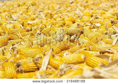 Corn Cultivate Organic Food Agriculture, Fresh Corn Pop