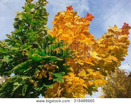 Green And Yellow Maple Leaves On The Maole Tree.