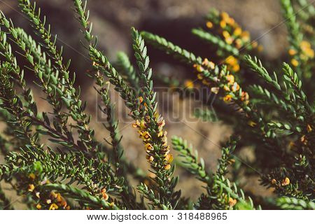 Eutaxia Obovata (also Called Egg And Bacon Plant) With Green Spiky Leaves And Yellow Flowers
