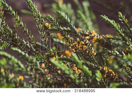 Eutaxia Obovata (also Called Egg And Bacon Plant) With Green Spiky Leaves And Yellow Flowers