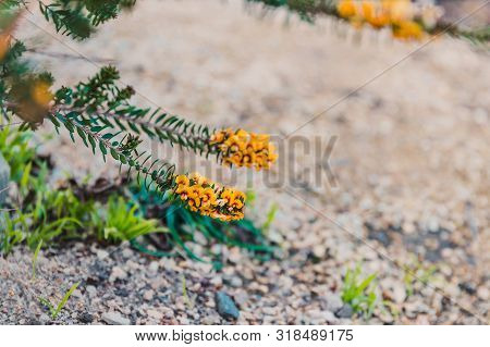 Eutaxia Obovata (also Called Egg And Bacon Plant) With Green Spiky Leaves And Yellow Flowers