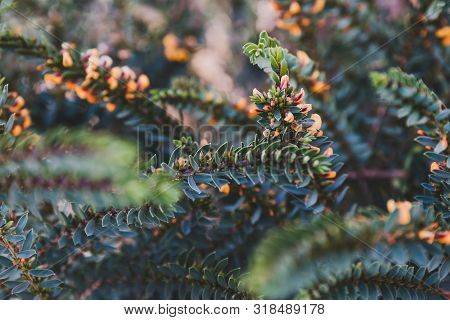 Eutaxia Obovata (also Called Egg And Bacon Plant) With Green Spiky Leaves And Yellow Flowers