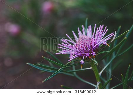Native Australian Bush Plant Isopogon Candy Cone With Pink Flowers