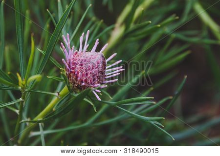 Native Australian Bush Plant Isopogon Candy Cone With Pink Flowers
