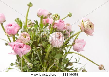 Ranuncolo rosa