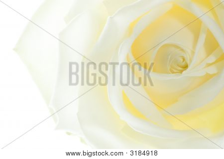 Macro GeÃ¯Soleerde Roos