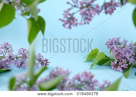 Lilac. Colorful Purple Lilacs Blossoms With Green Leaves.