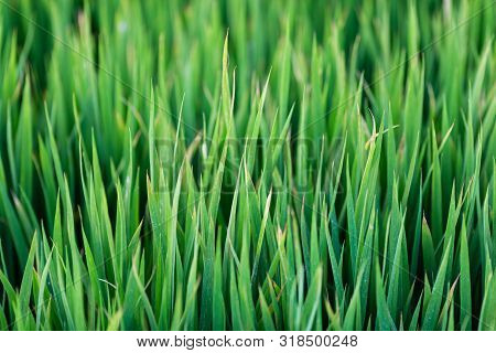 Green Grass Texture Background, Green Lawn, Backyard For Background, Wallpaper, Green Lawn Desktop P
