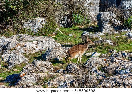 Spanish Ibex, Capra Pyrenaica In Torcal De Antequera National Park, Spain