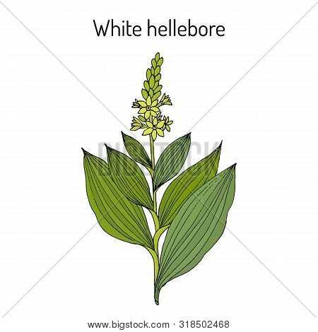 White Hellebore Veratrum Album , Medicinal Plant. Hand Drawn Botanical Vector Illustration