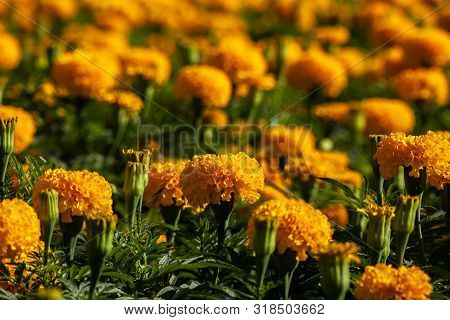 Photo Of Yellow Flowers In The Garden.