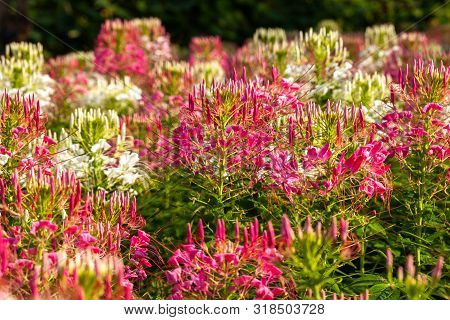 Pink Flower In The Garden With Selective Focus.