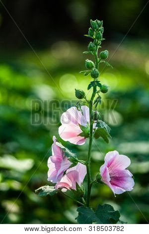 Pink Flower In The Garden With Selective Focus.