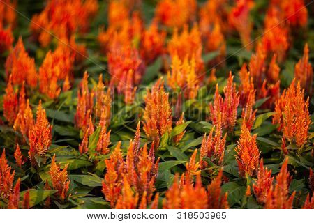 Orange Flower In Sunset Time With Selective Focus.