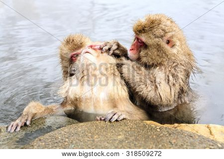Snow Monkey (macaca Fuscata) From Jigokudani Monkey Park In Japan, Nagano Prefecture. Cute Japanese 