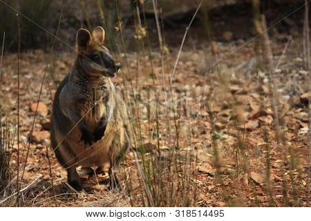 Wild Kangaroo/wallaby Resting In The Hot Dry Sun During Drought Season, Surrounded With Dry Yellow G