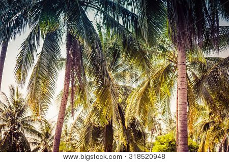 Vintage Toned Different Palm Trees, Vacation Concept. Palm Grove On The Island. Coastal Lawn Under A