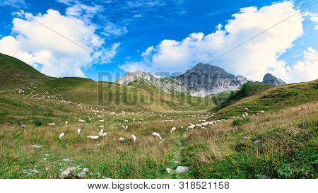 Sheep Grazing In The Brembana Valley Lombardy Italy