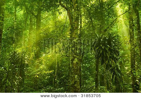 Sole che splende nella foresta tropicale