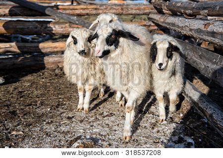 Four White And Black Mongolian Sheep In Small Barn