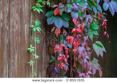 Beautiful Virginia Creeper Parthenocissus Quinquefolia Foliage In Autumn