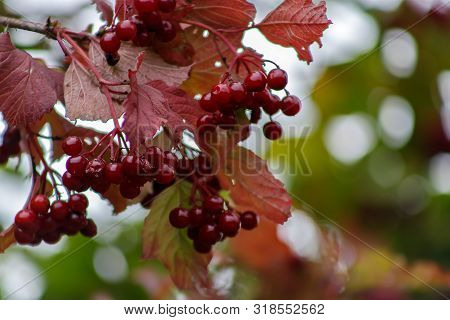 Kalina Oculus, Red Berries And Leaves Outdoors In Late Summer Or Autumn. Branch Of Red Viburnum In T