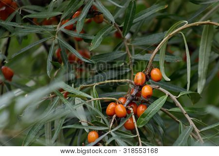 Hippophae Rhamnoides Is Known As The Common Sea Buckthorn Bush. Bright Orange Healing Berries On A N