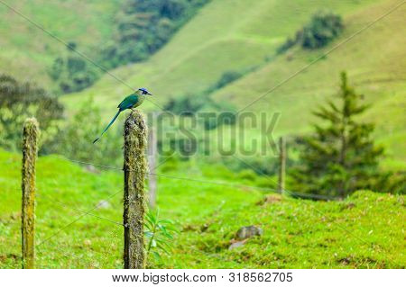 Motmot (momotus Aequatorialis), Bird That Its Natural Habitat Is The Subtropical Montane Forests