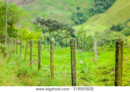 Motmot (momotus Aequatorialis), Bird That Its Natural Habitat Is The Subtropical Montane Forests