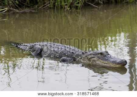 Alligator Swimming In Wetlands Above The Water Closeup In Texas