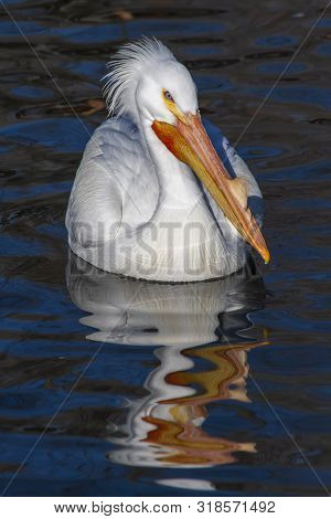One American White Pelican Floating On The Lake