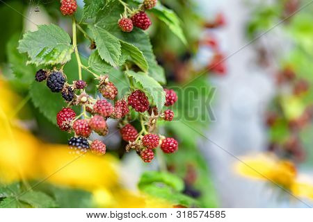 Large, Ripe Garden Blackberry - Ozhina
