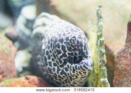 Reticulated Morey, Gymnothorax Reticularis In Ocean.nature Life.