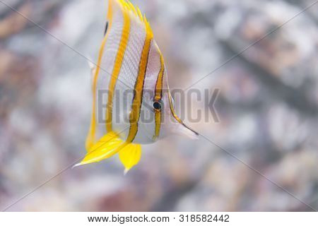 Fish : Copper-banded Butterflyfish (chelmon Rostratus) In Ocean.nature Life.